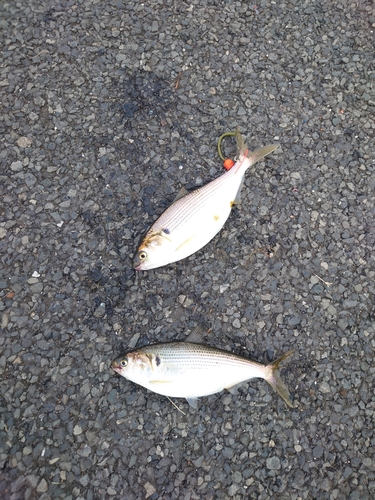 コノシロの釣果