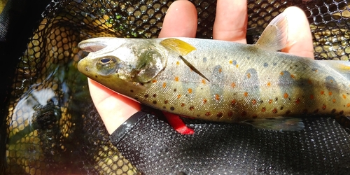 アマゴの釣果