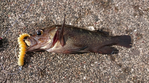 エゾメバルの釣果