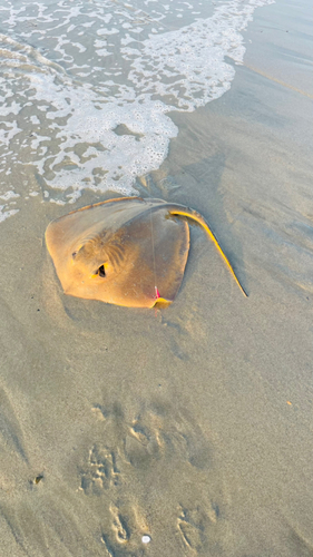 エイの釣果