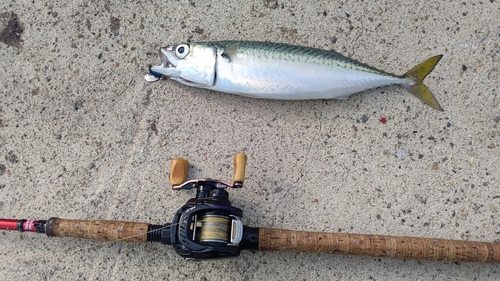 サバの釣果