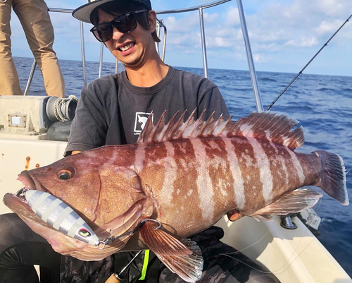 マハタの釣果