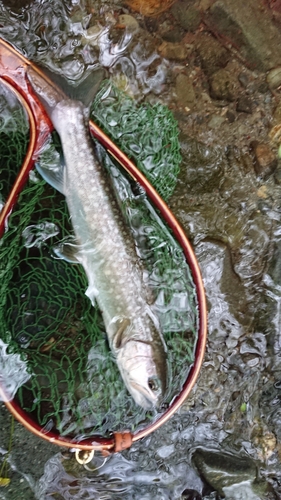 イワナの釣果