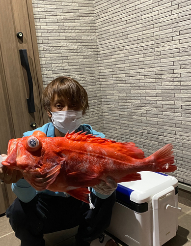 アコウダイの釣果