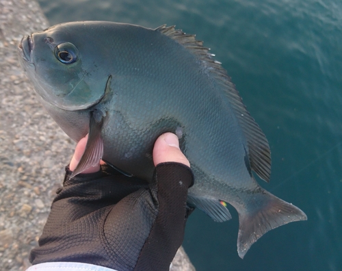 クロメジナの釣果