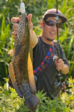 ライギョの釣果