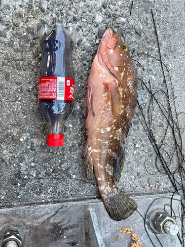 アコウの釣果