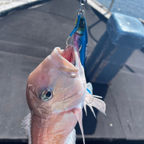 シロアマダイの釣果