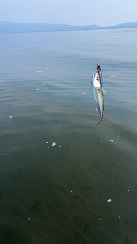 サバの釣果