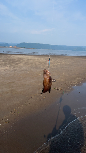 オオモンハタの釣果