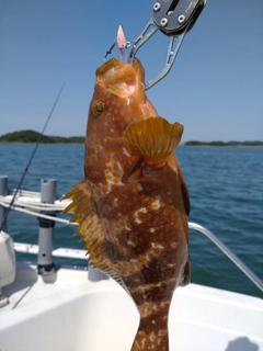 キジハタの釣果