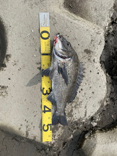 チヌの釣果