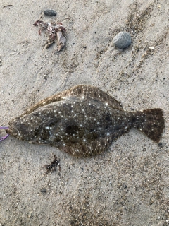 ヒラメの釣果