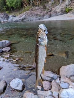 ケタバスの釣果