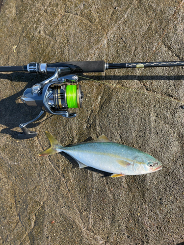 ワカシの釣果