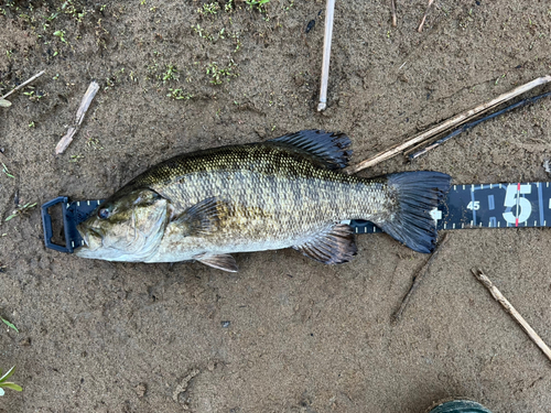 スモールマウスバスの釣果