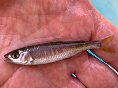 オイカワの釣果