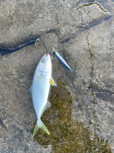 ワカシの釣果