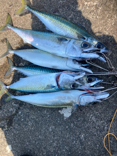 サバの釣果