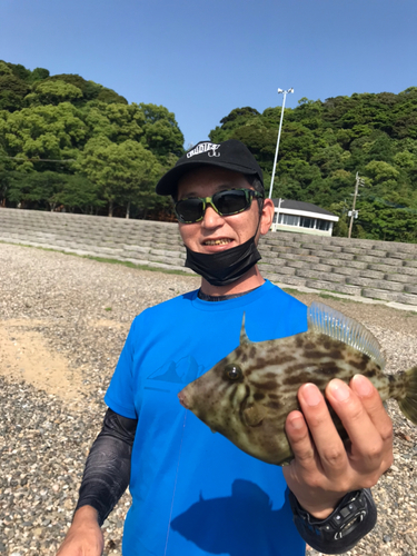 カワハギの釣果