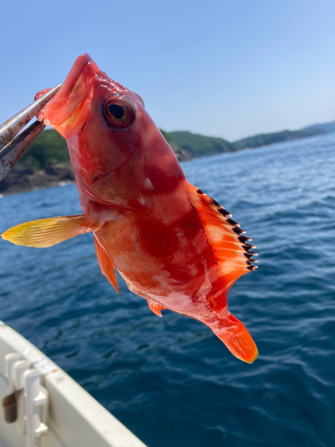 アカハタの釣果