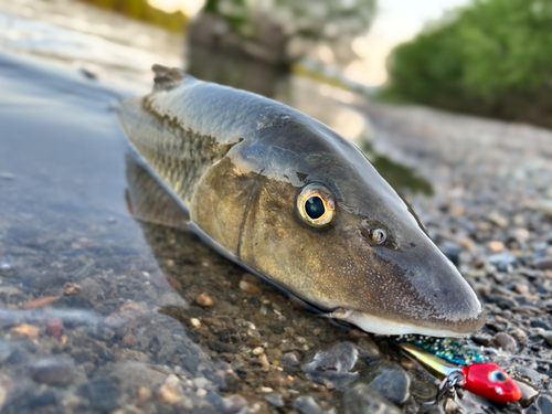 ニゴイの釣果