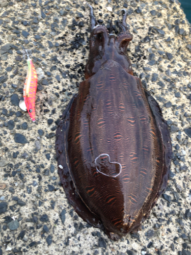 モンゴウイカの釣果