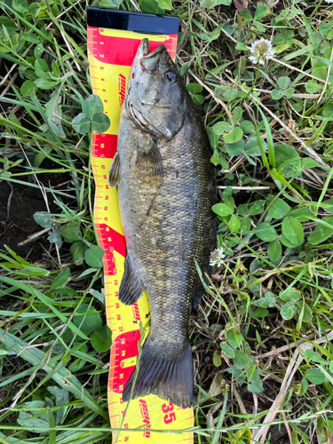 スモールマウスバスの釣果