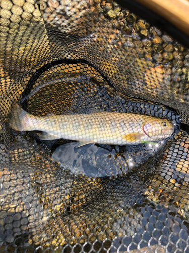 イワナの釣果