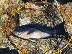 クチブトグレの釣果