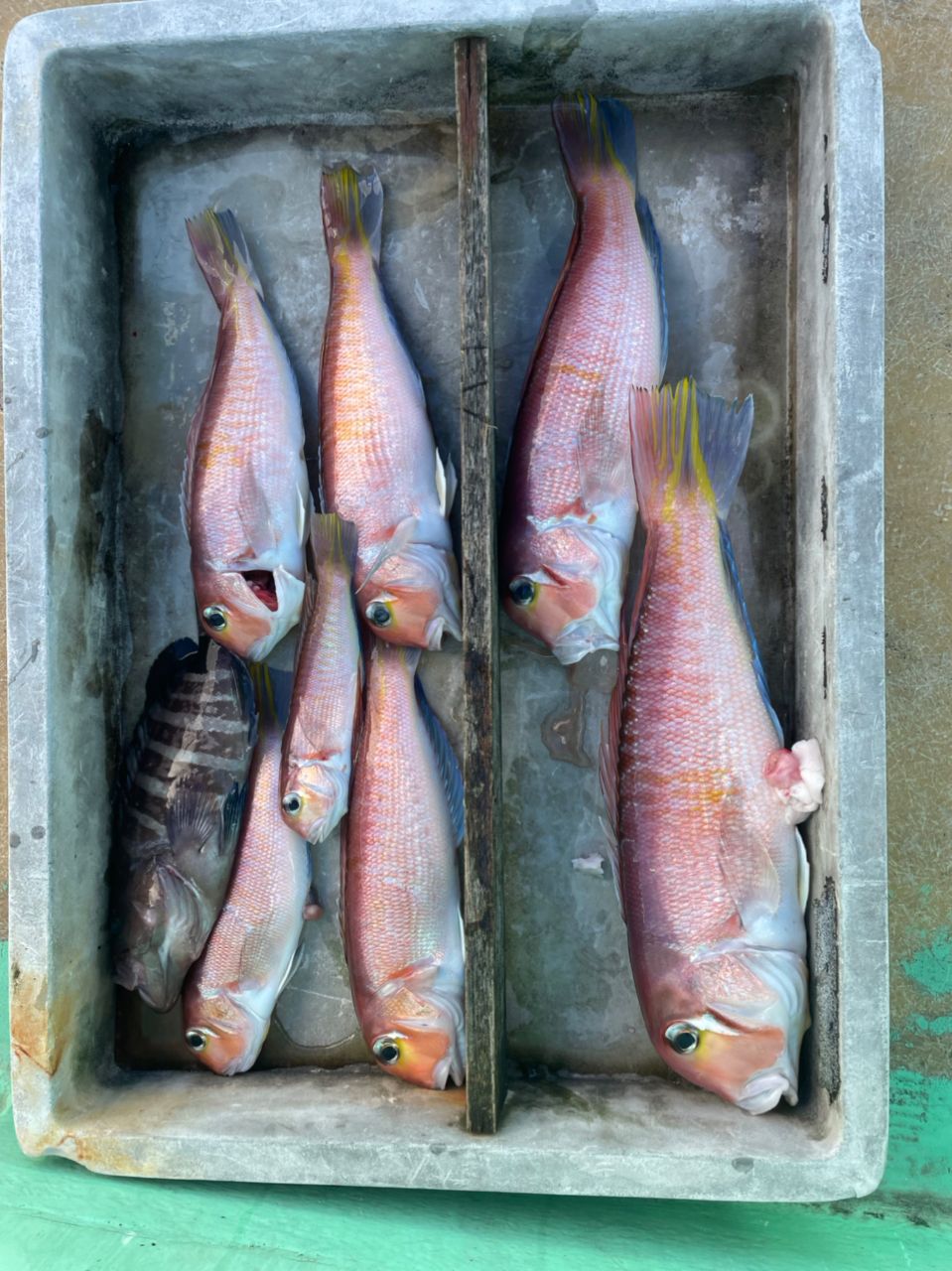 群馬の海人さんの釣果 2枚目の画像