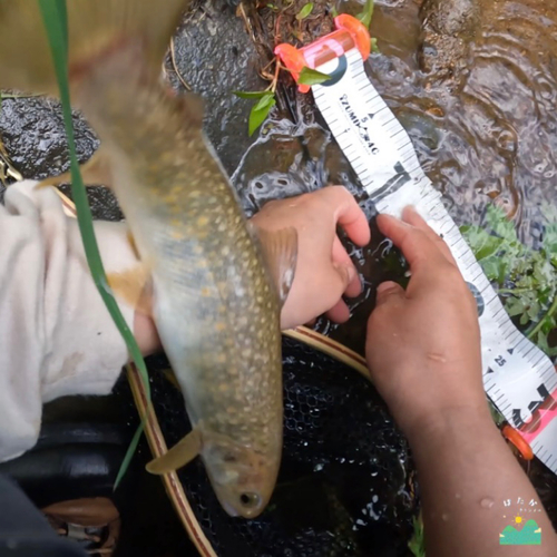 イワナの釣果