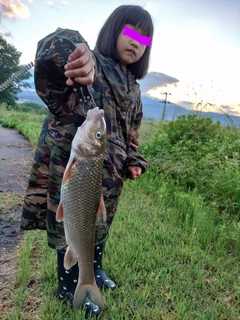 ニゴイの釣果