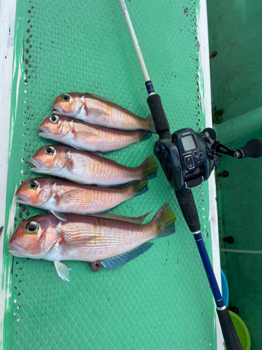 アマダイの釣果