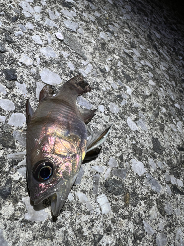 ネンブツダイの釣果