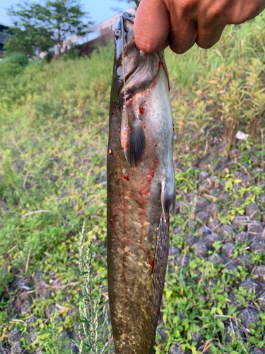 ナマズの釣果