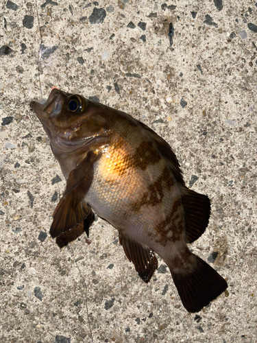 メバルの釣果