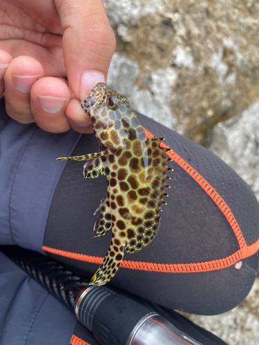 イシミーバイの釣果