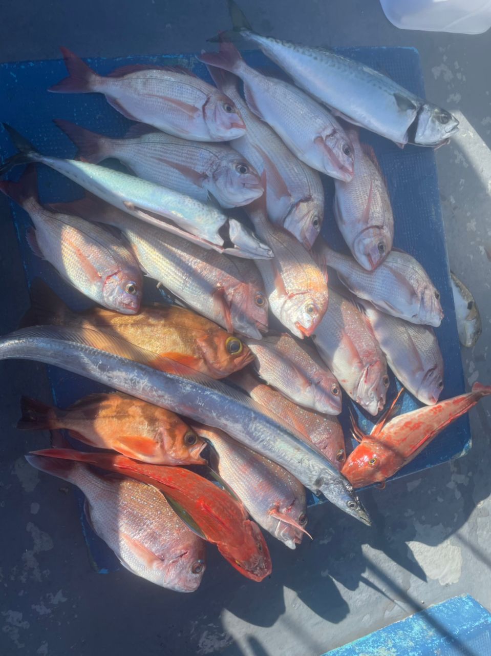 群馬の海人さんの釣果 2枚目の画像