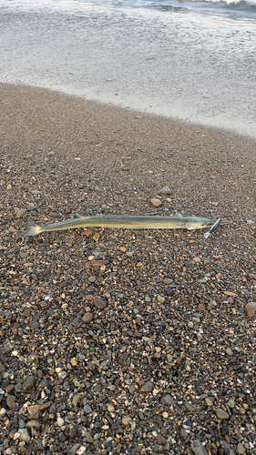 ダツの釣果