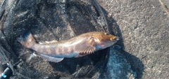 アイナメの釣果