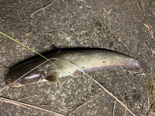 ニホンナマズの釣果