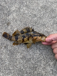 タケノコメバルの釣果