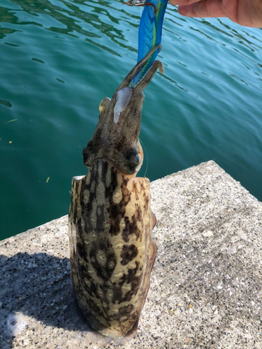 モンゴウイカの釣果