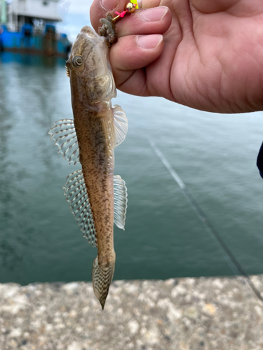 マハゼの釣果