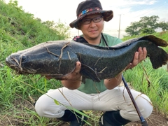 ライギョの釣果