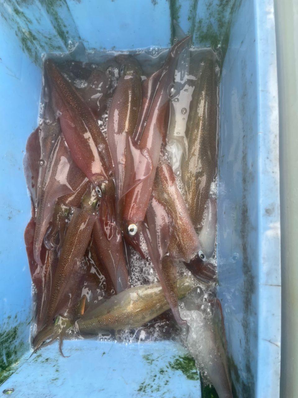 群馬の海人さんの釣果 2枚目の画像