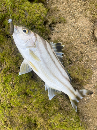 コトヒキの釣果