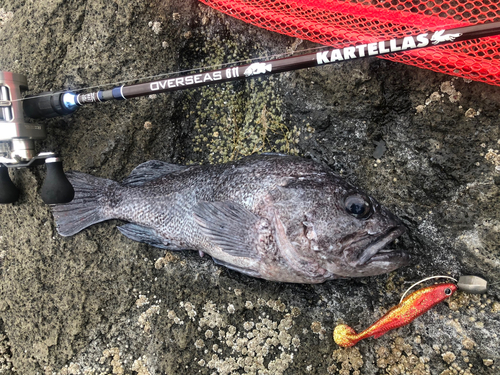 マゾイの釣果