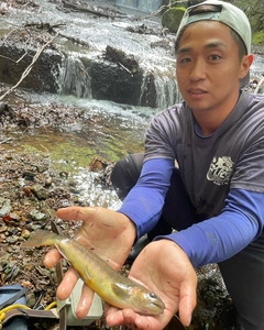 イワナの釣果